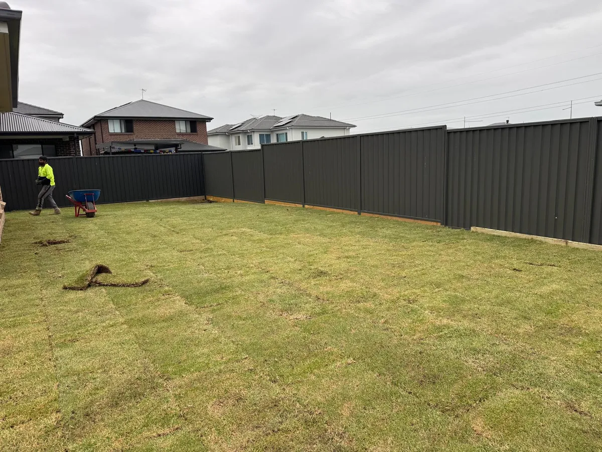 Freshly laid natural turf in a Sydney backyard by Jacob Landscaping and Fencing